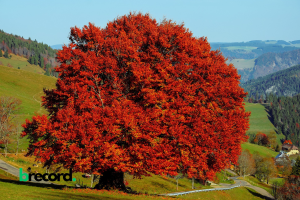 Copper and Beech Trees