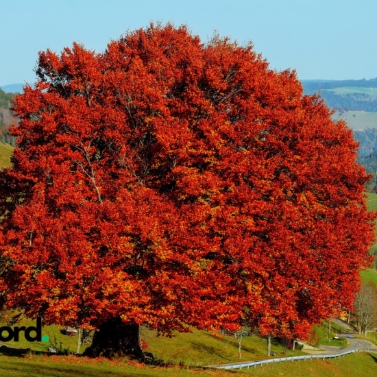 Copper and Beech Trees