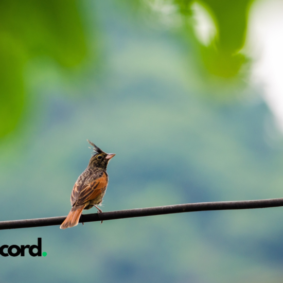 Solving the Crested Woodland Bird NYT