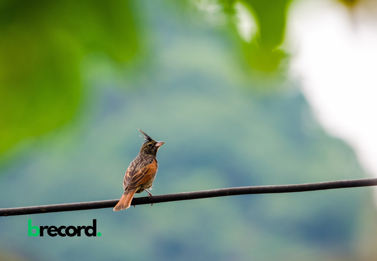 Solving the Crested Woodland Bird NYT