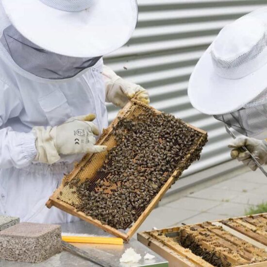 How to Start a Bee Farm and Turn Your Hobby Into a Business