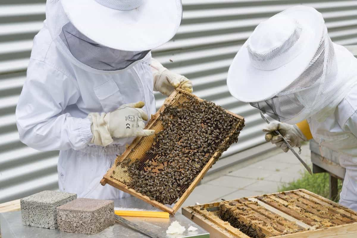 How to Start a Bee Farm and Turn Your Hobby Into a Business