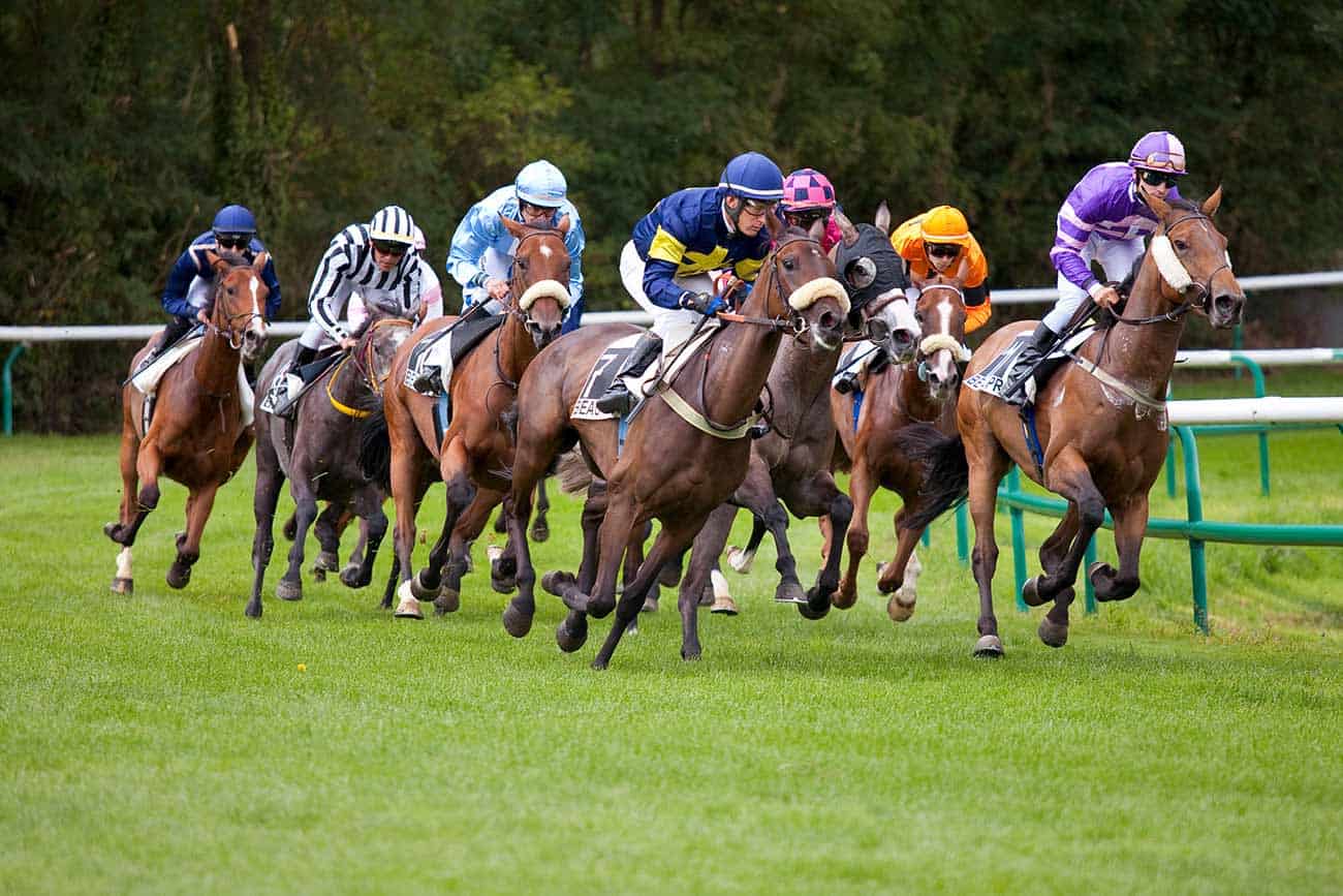 The Complete Guide to Caring for a Racehorse
