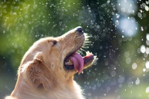 The Ultimate Guide to Dog Conditioners for a Healthier Happier Coat