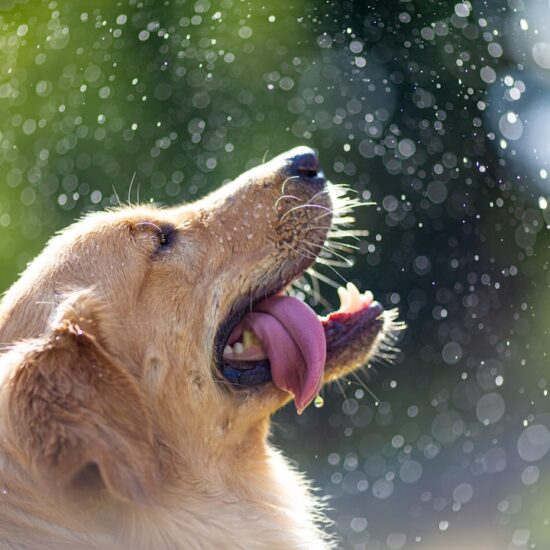 The Ultimate Guide to Dog Conditioners for a Healthier Happier Coat