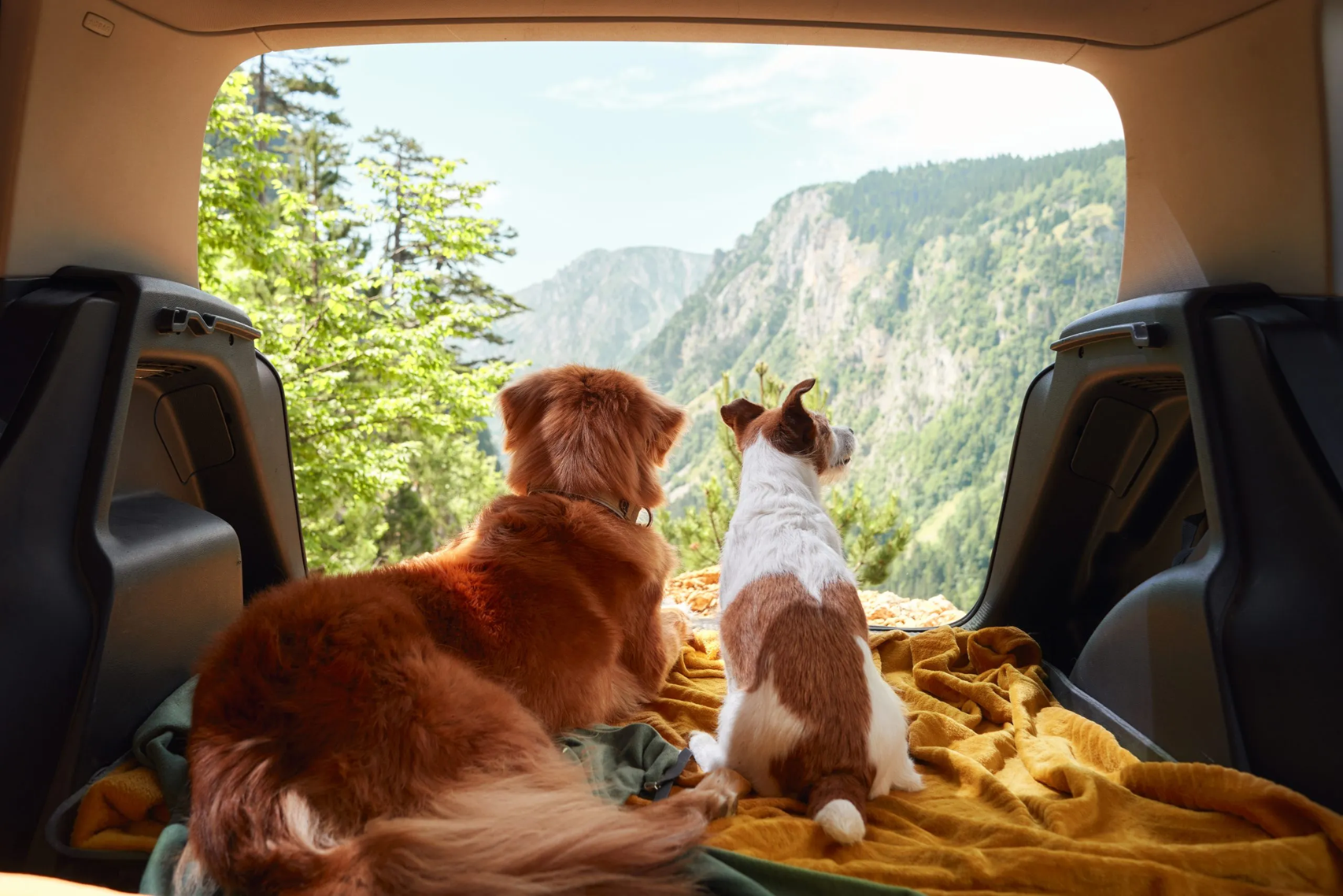 How To Make Your Travel Fun With Your Furry Pet